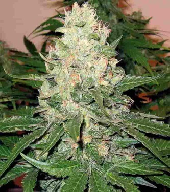 Haze Special > KC Brains | Cannabis seeds recommendations  |  TOP 10 sativa strains